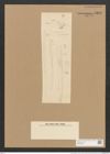Nitzschia lineolata Grun. (de-Toni-Nr.: Genus 47, Species 2179) Zeichnungen Sammlung Grunow Nr. 4356 (NHMW-BOT-W0372404)
